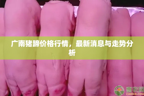 廣南豬蹄價格行情，最新消息與走勢分析