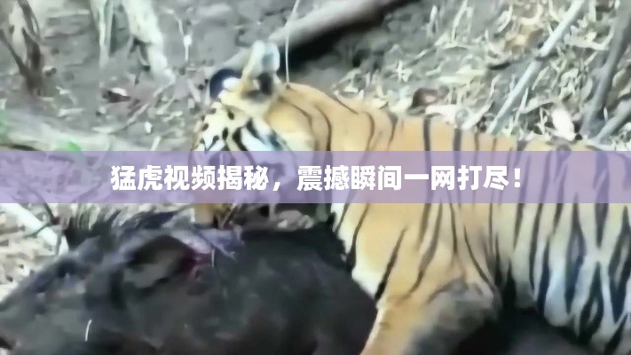 猛虎視頻揭秘，震撼瞬間一網(wǎng)打盡！