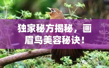 獨(dú)家秘方揭秘，畫眉鳥美容秘訣！
