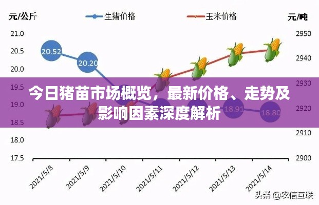 今日豬苗市場概覽，最新價格、走勢及影響因素深度解析