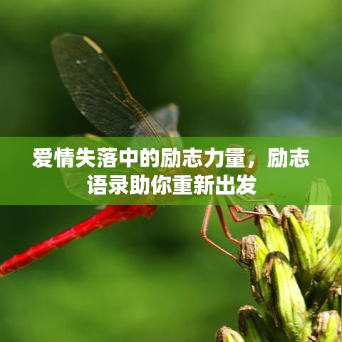 愛情失落中的勵(lì)志力量，勵(lì)志語(yǔ)錄助你重新出發(fā)