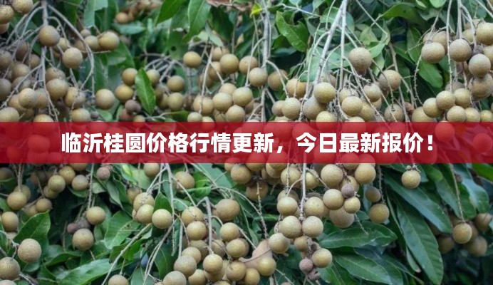 臨沂桂圓價(jià)格行情更新，今日最新報(bào)價(jià)！