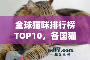 全球貓咪排行榜TOP10，各國(guó)貓咪實(shí)力比拼！