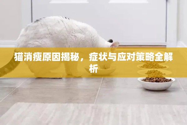 貓消瘦原因揭秘，癥狀與應對策略全解析