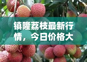鎮(zhèn)隆荔枝最新行情，今日價格大揭秘！