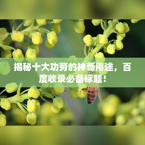 揭秘十大功勞的神奇用途，百度收錄必備標(biāo)題！