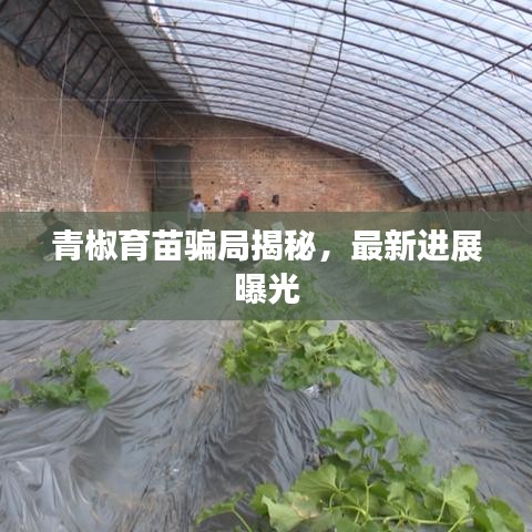青椒育苗騙局揭秘，最新進(jìn)展曝光