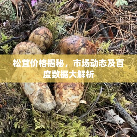 松茸價格揭秘，市場動態(tài)及百度數(shù)據(jù)大解析
