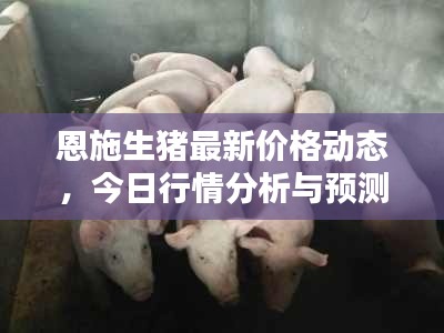 恩施生豬最新價格動態(tài)，今日行情分析與預(yù)測