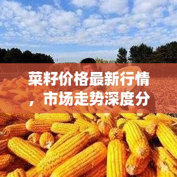 菜籽價格最新行情，市場走勢深度分析與預測報告