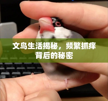 文鳥生活揭秘，頻繁抓癢背后的秘密