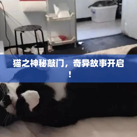 貓之神秘敲門(mén)，奇異故事開(kāi)啟！