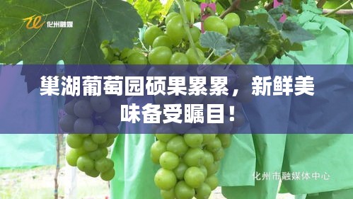 巢湖葡萄園碩果累累，新鮮美味備受矚目！