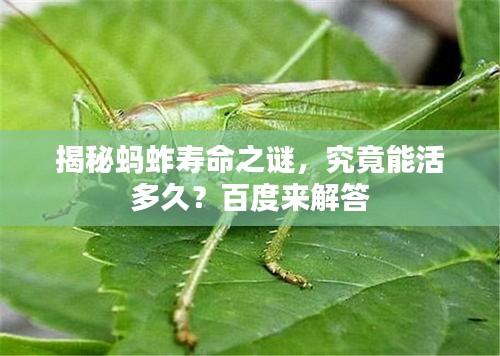揭秘螞蚱壽命之謎，究竟能活多久？百度來解答