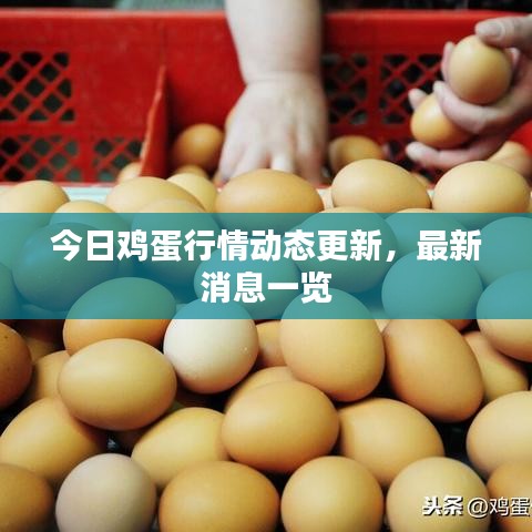 今日雞蛋行情動態(tài)更新，最新消息一覽