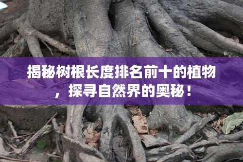 揭秘樹根長度排名前十的植物，探尋自然界的奧秘！