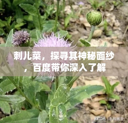 刺兒菜，探尋其神秘面紗，百度帶你深入了解