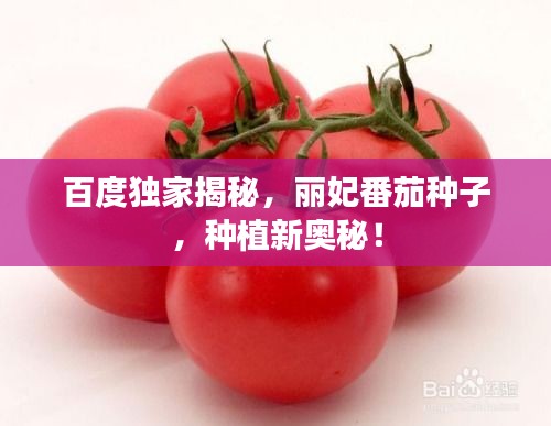 百度獨(dú)家揭秘，麗妃番茄種子，種植新奧秘！
