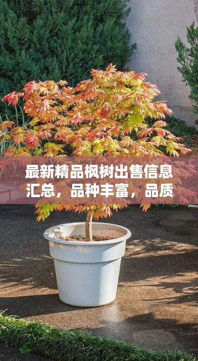 最新精品楓樹出售信息匯總，品種豐富，品質(zhì)卓越